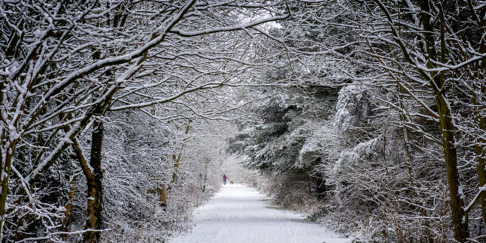 Hennon lumen peittämä polku lehdettömässä metsässä, kuvituskuva.
