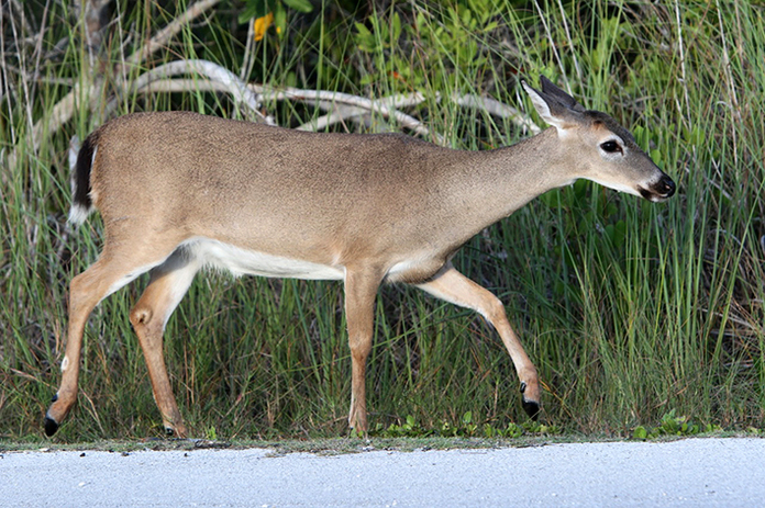 Key Deer Kim Kuntzew