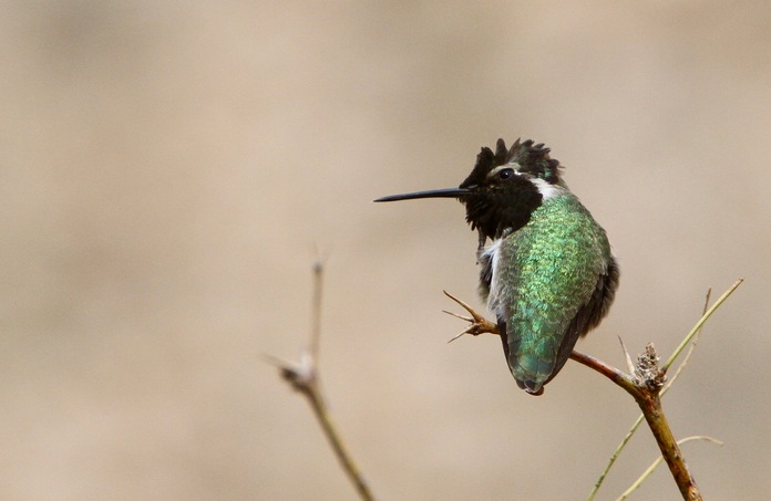 ametistipartakolibri